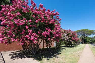 35 Dark PINK CREPE MYRTLE Lagerstroemia Indica Flowering Shrub Bush Small Tree Seeds